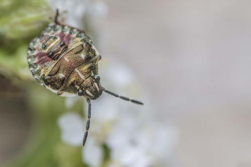 Réf. 326 058 : Carpocoris sp.